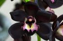 Сонник: к чему снится орхидея